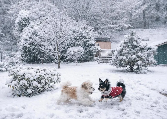 Ruhige Winterwohnung Innenhof Mit Parkplatz Hunde Willkommen In Nähe Schloss, Waldeisenbahn, Hermansbad, Unesco Geopark, Nähe Polnischer Markt, Lage Für Ausflugsziele Zum Wandern Oder Radfahren *